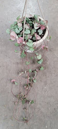 4.5" String of Hearts HB